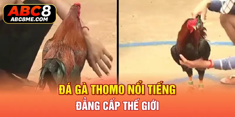 Đá Gà Thomo ABC8 Tại Sao Lại Có Sức Hấp Dẫn Lôi Cuốn Đến Vậy? Đá gà Thomo nổi tiếng đẳng cấp thế giới